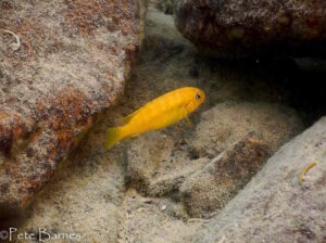 Tropheops romandi 'Thumbi West Island'